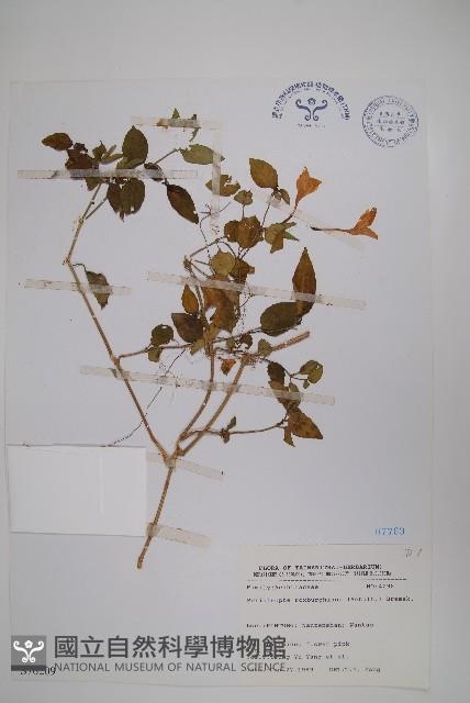 長花九頭獅子草、山藍藏品圖，第1張