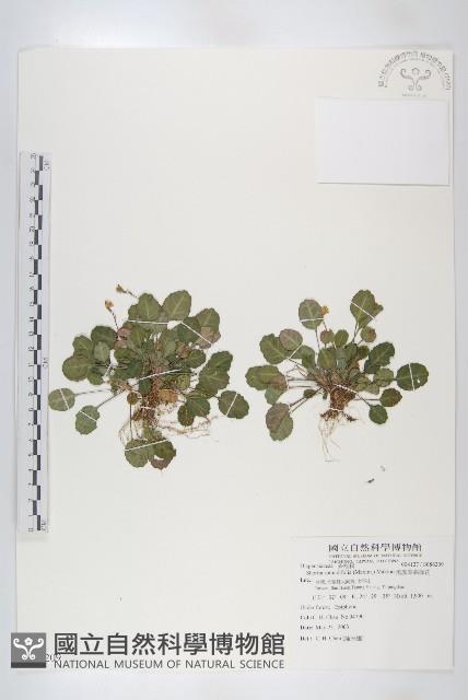 倒卵葉裂緣花藏品圖，第1張