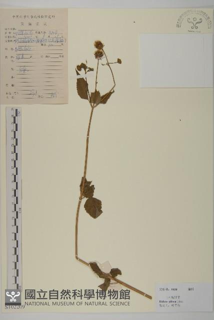 白花鬼針藏品圖，第1張