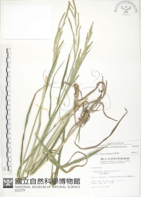 吳氏雀稗藏品圖，第1張