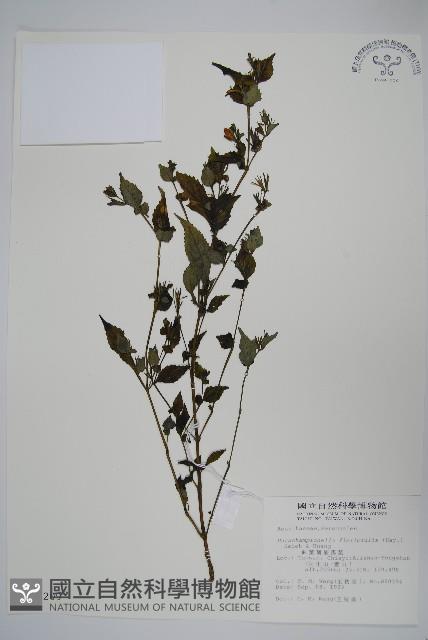 曲莖馬藍藏品圖，第1張