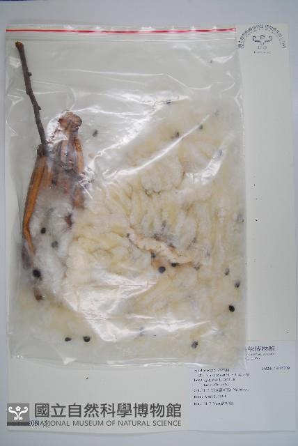 美人樹藏品圖，第1張