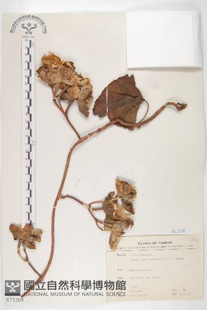 盒果藤藏品圖，第1張