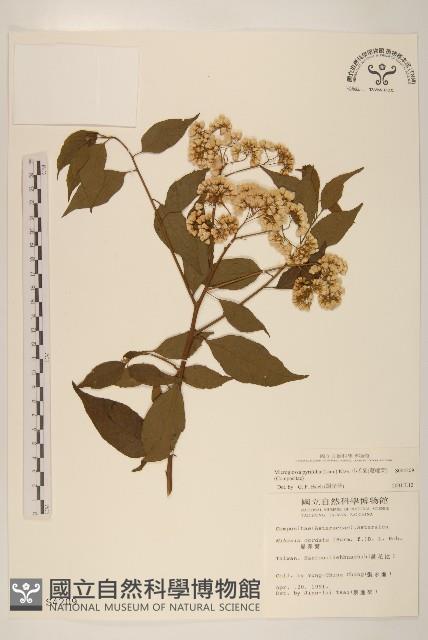 小舌菊、蔓綿菜藏品圖，第1張