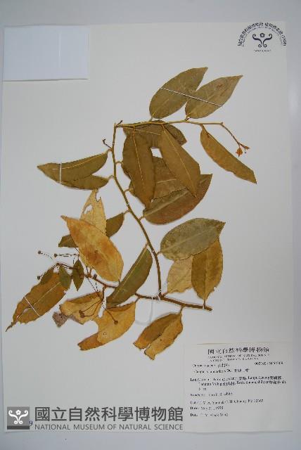 蘭嶼山柑藏品圖，第1張