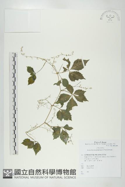 絞股藍藏品圖，第1張