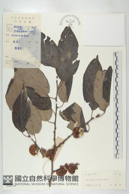 黑棗、君遷子藏品圖，第1張