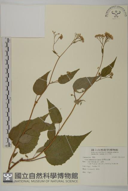 臺灣山白蘭藏品圖，第1張