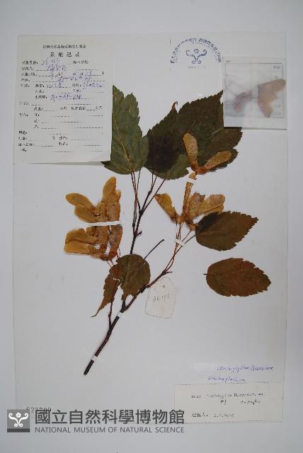 Accession Number:S023209 Collection Image, Figure 1, Total 2 Figures