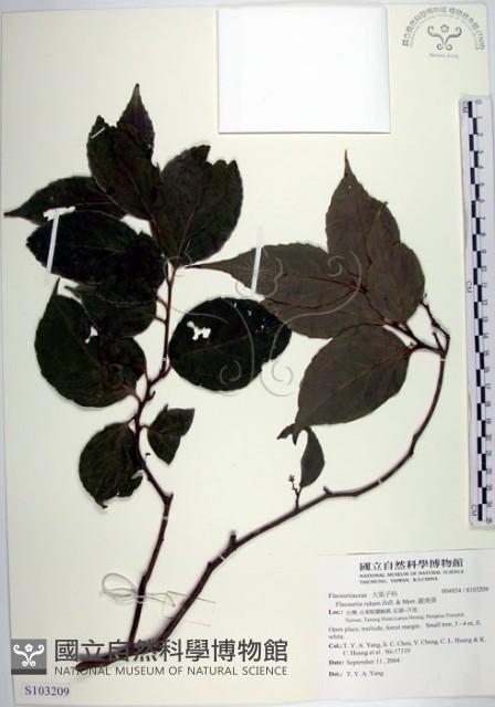 羅庚果藏品圖，第1張