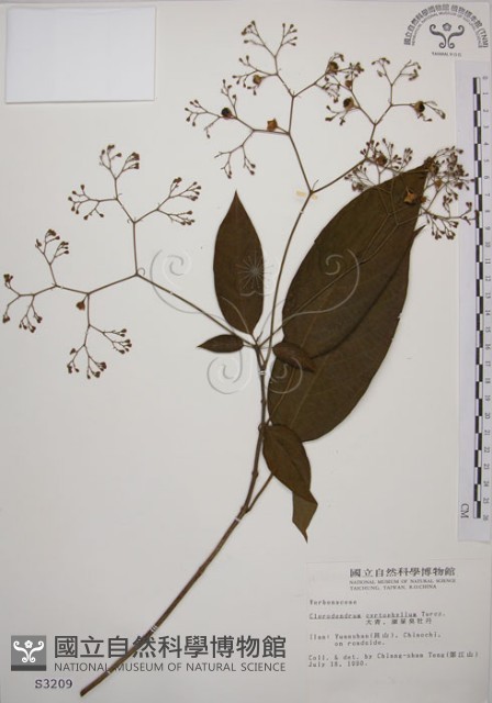 大青藏品圖，第1張