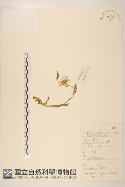 山白蓬藏品圖，第1張