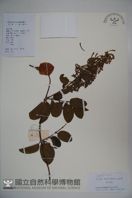 山銀花藏品圖，第1張