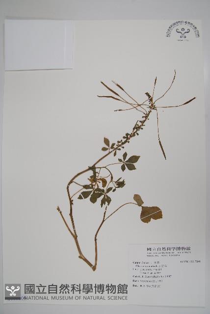 白花菜藏品圖，第1張