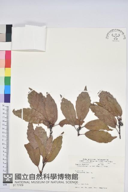 青剛櫟、鐵椆藏品圖，第1張