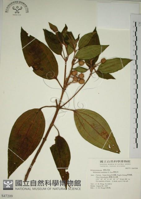 野牡丹藏品圖，第1張