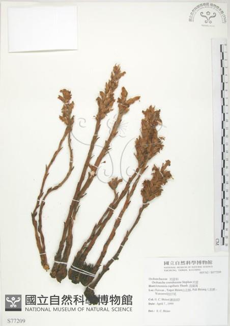 列當藏品圖，第1張