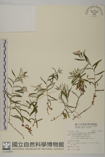 玉山抱莖籟簫藏品圖，第1張