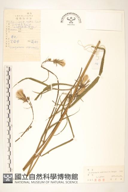 芼管草藏品圖，第1張