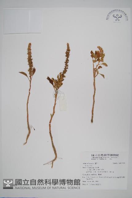 登錄號:S122409藏品圖，第1張