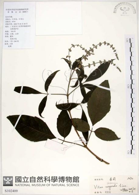 黃荊藏品圖，第1張