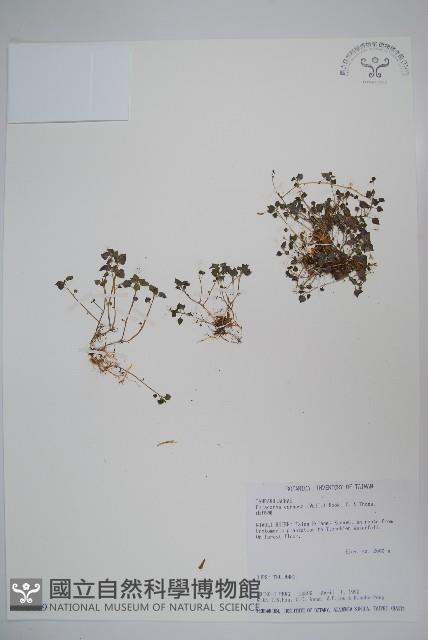 山桔梗藏品圖，第1張