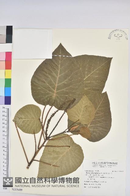 圓葉血桐藏品圖，第1張