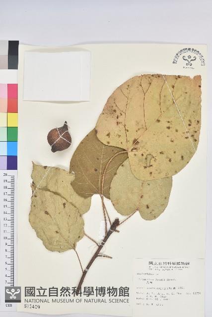 三年桐、光桐藏品圖，第1張