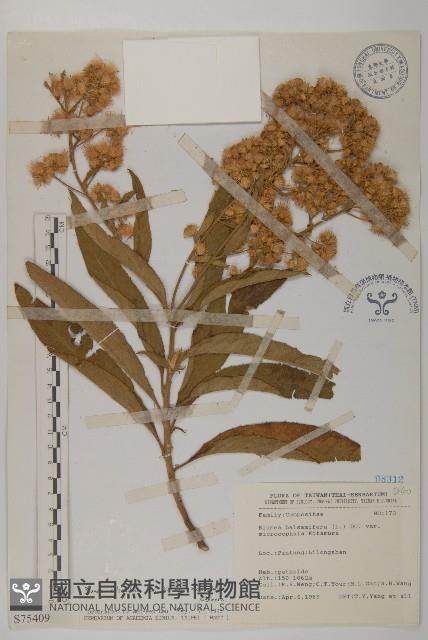 艾納香藏品圖，第1張