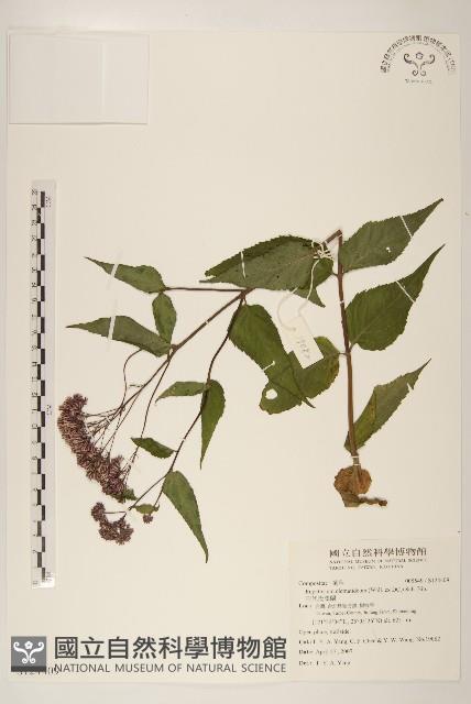 田代氏澤蘭藏品圖，第1張