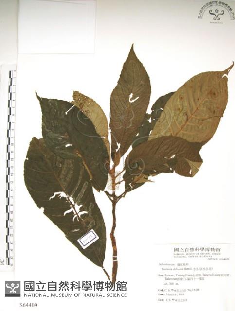 水冬瓜藏品圖，第1張