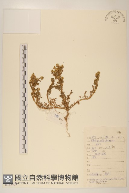 同花母菊藏品圖，第1張