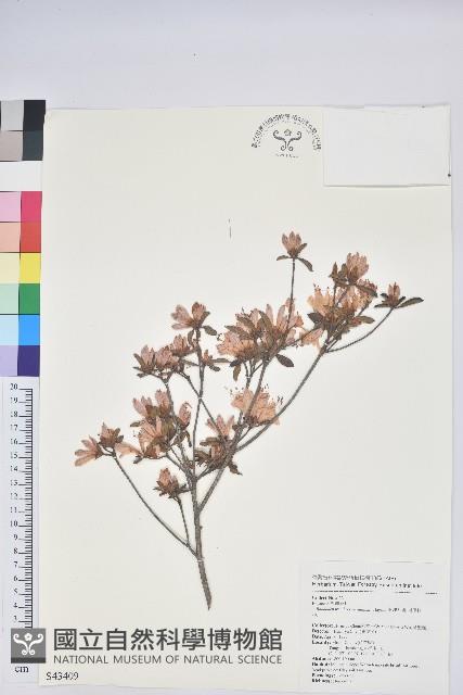 南澳杜鵑藏品圖，第1張