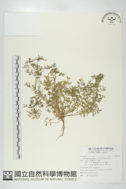 臭濱芥、臭薺藏品圖，第1張