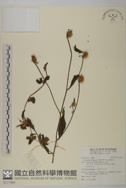 煙管草藏品圖，第1張