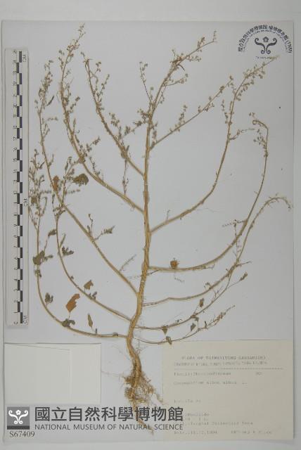 藜、灰藜藏品圖，第1張