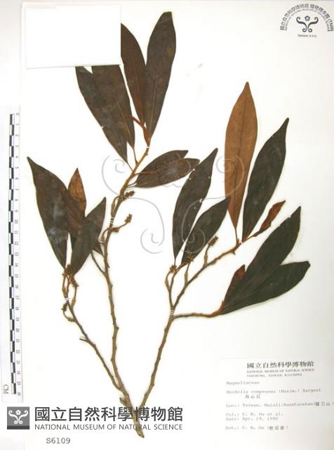 烏心石藏品圖，第1張