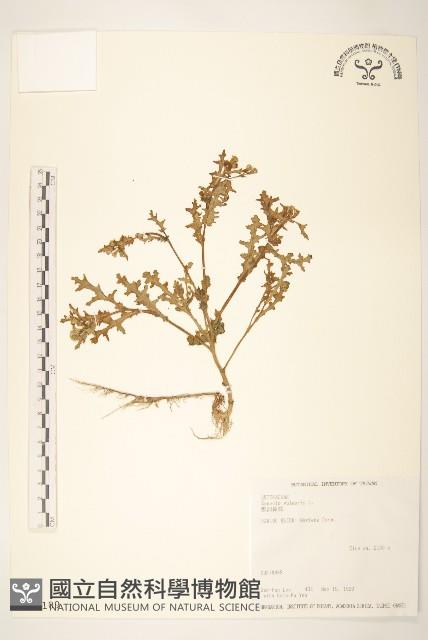 歐洲黃菀藏品圖，第1張