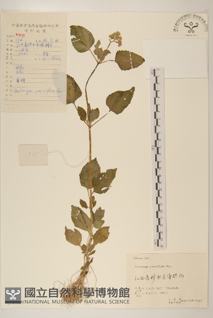小米菊藏品圖，第1張