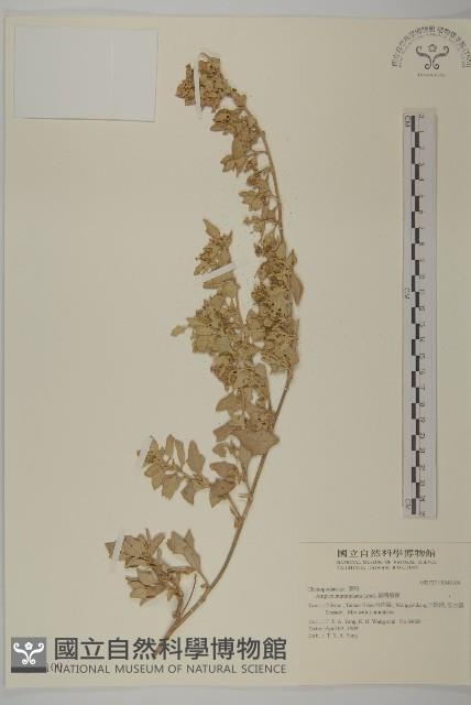 臺灣濱藜藏品圖，第1張