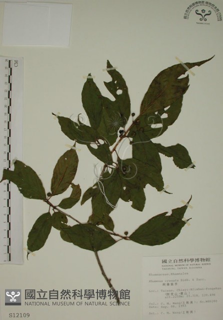 鈍齒鼠李藏品圖，第1張