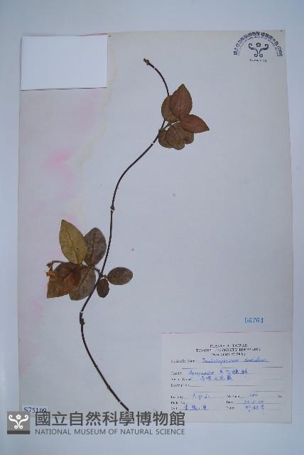 台灣白花藤藏品圖，第1張