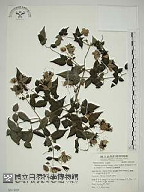 巴氏鐵線蓮藏品圖，第1張