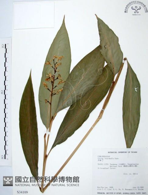 山月桃藏品圖，第1張