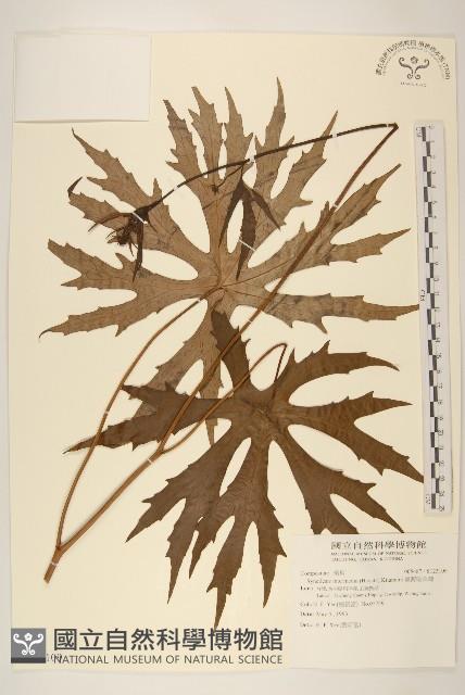 高山破傘菊藏品圖，第1張