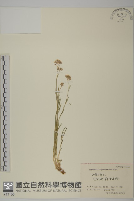 頭狀石頭花藏品圖，第1張