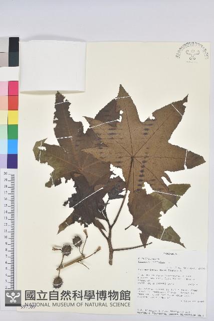 蓖麻藏品圖，第1張