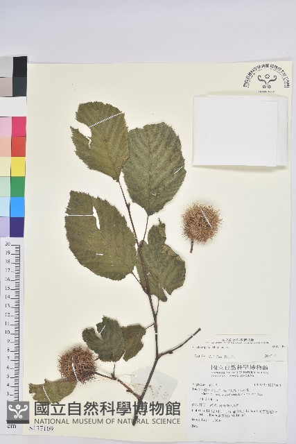 登錄號:S137109藏品圖，第1張