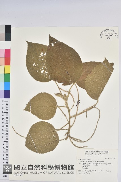 花蓮鐵莧、臺東鐵莧藏品圖，第1張