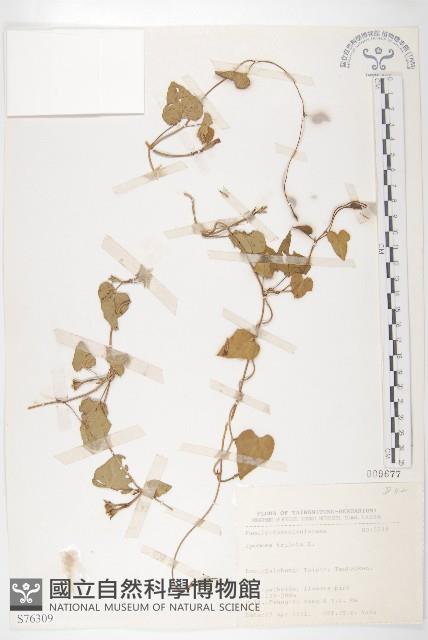 紅花野牽牛藏品圖，第1張